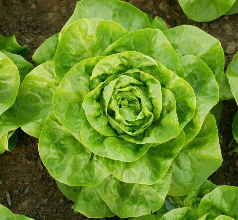 Sviesta salāti 'Winter Wonder'